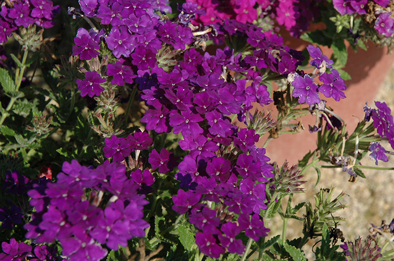 Lanai Blue Denim Verbena Verbena Lanai Blue Denim In