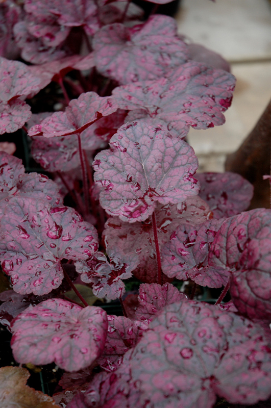 Grape Expectations Coral Bells Heuchera Grape Expectations In