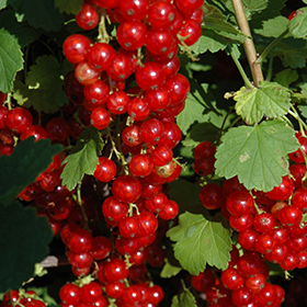 13″ Currant Berry Pick 'Red' – McArdle's – Floral & Garden Design